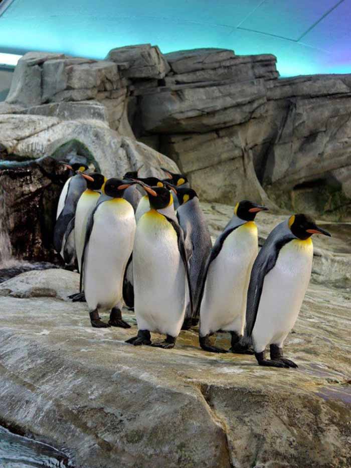 Pinguins imperiais no zoológico de Berlim, Alemanha