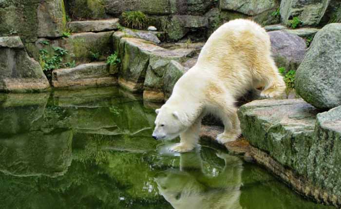 Urso polar no zoológico de Berlim, Alemanha.