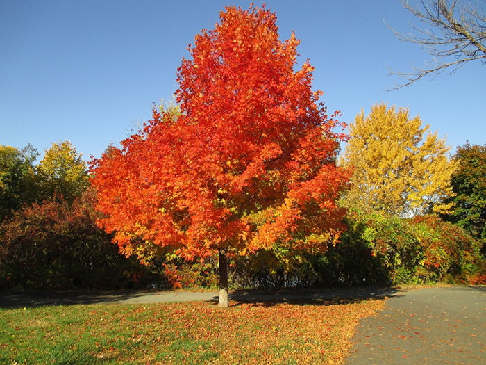 Parque de Boston, no outono, Estados Unidos
