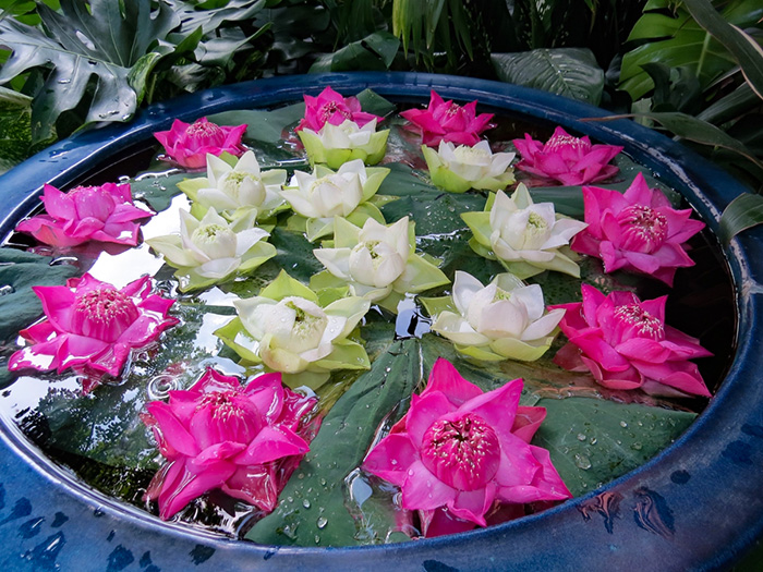 Flores de lótus na casa de Jim Thompson, em Bangkok, Tailândia