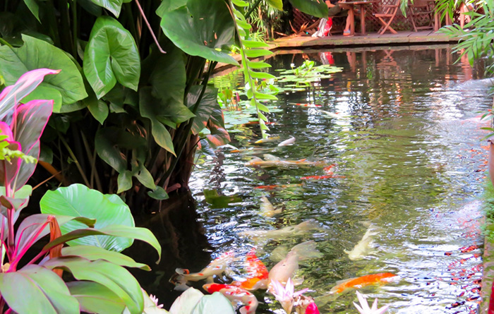 Carpas nadam no lago da Casa de Jim Thompson, em Bangkok, Tailândia