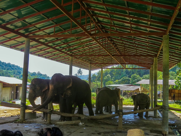 Santuário de elefantes em Chiang Mai, Tailândia