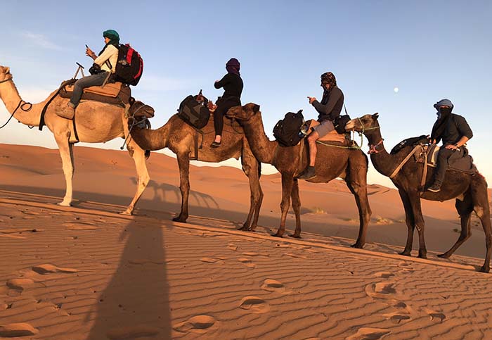 De camelo no deserto do Saara