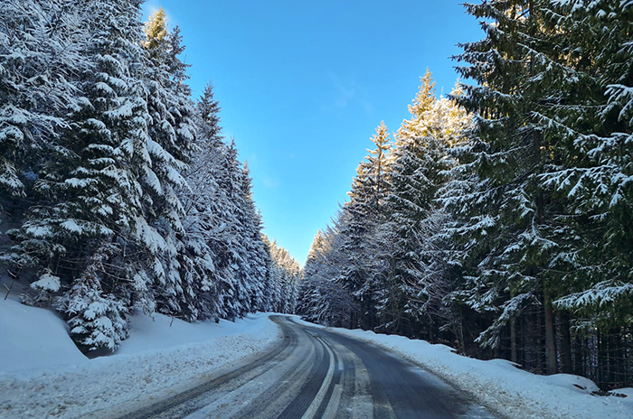 Aluguel de carro: rodovia tomada pela neve e os pinheiros em volta