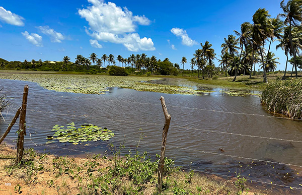 O pantanal sergipano se espalha na região de Pacatuba, Sergipe