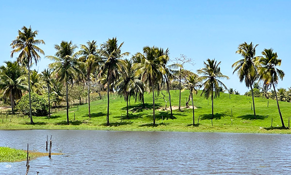 a paisagem do pantanal sergipano, em Pacatuba, Sergipe