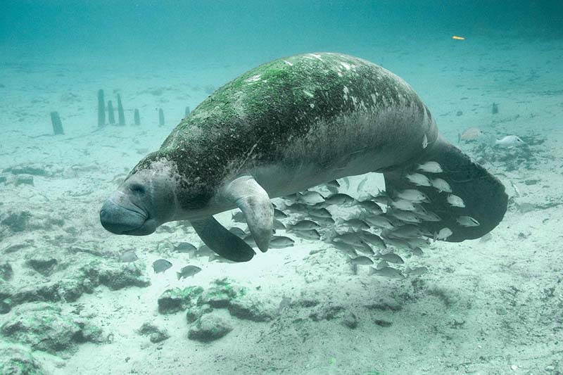 Peixe-boi