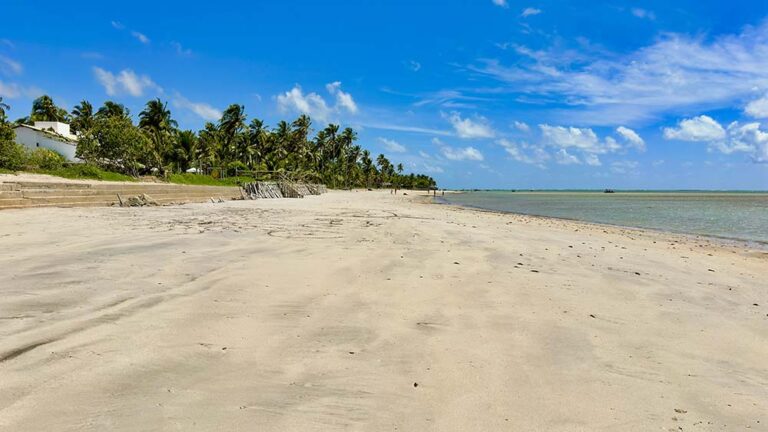 O coqueiral da Praia de Tatuamunha, em Porto de Pedras, Alagoas
