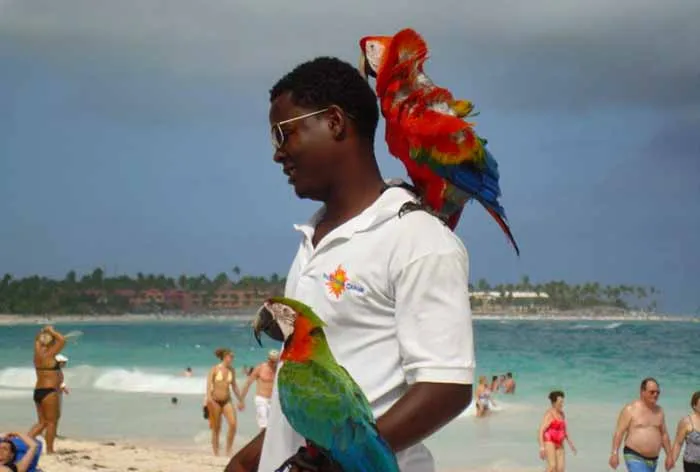 Punta Cana - dicas para aproveitar este paraíso ao alcance de todos! 10 Arara na praia em Punta Cana