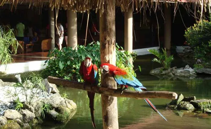Punta Cana - dicas para aproveitar este paraíso ao alcance de todos! 13 Araras do Bavaro Princess Hotel em Punta Cana