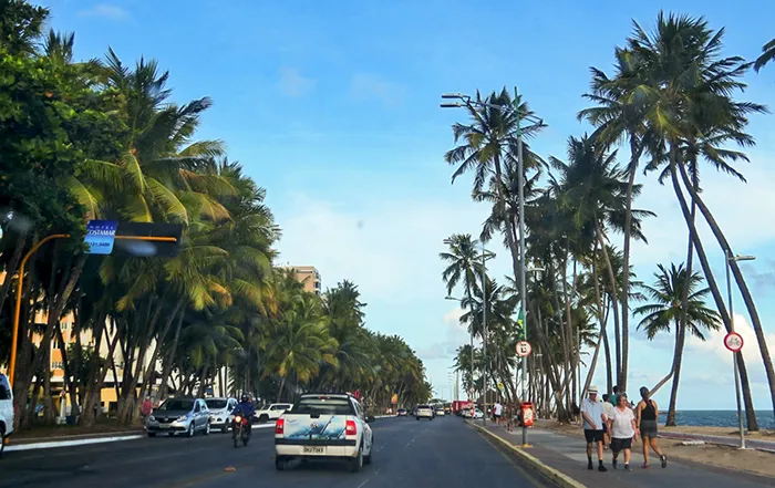 O coqueiral da orla de Maceió O coqueiral da orla de Maceió