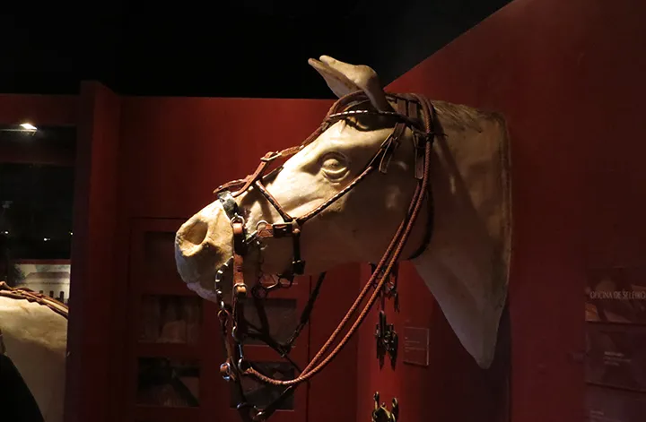 Cabeça de cavalo empalhada Cabeça de cavalo