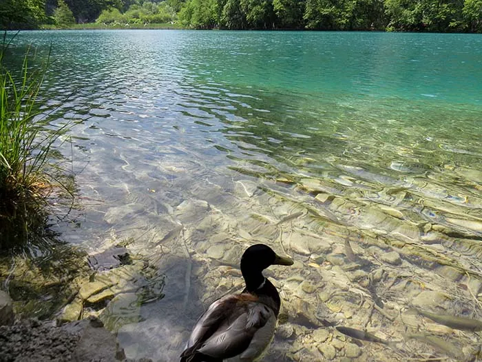 Um patinho e os Lagos Plitvice, na Croácia A natureza é perfeita