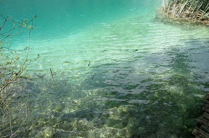 Peixinhos nadam nos Lagos Plitvice, na Croácia Lagos Plitvice, na Croácia