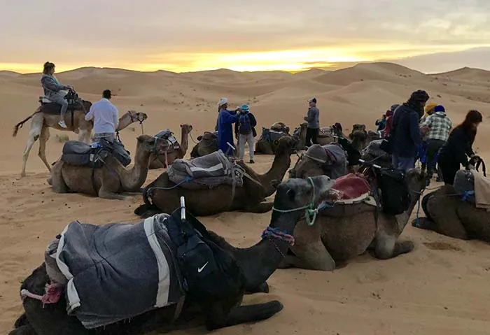 Camelos e o nascer do sol, no deserto do Saara, no Marrocos nascer do sol, no deserto do Saara, no Marrocos