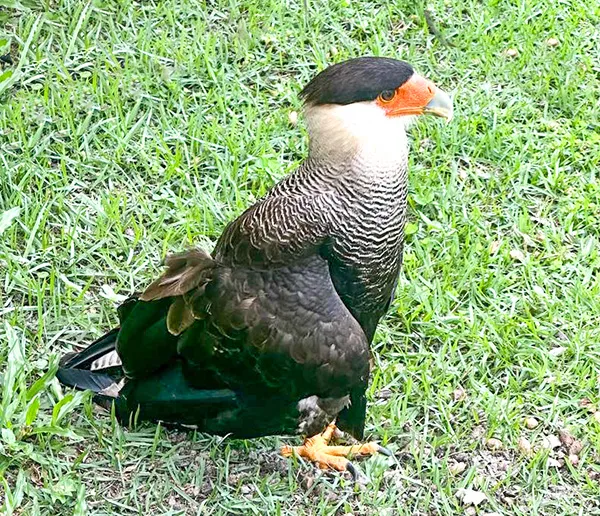 Carcará, no Parque dos Falcões, em Itabaiana, Sergipe Carcará no Parque dos Falcões, em Itabaiana, Sergipe