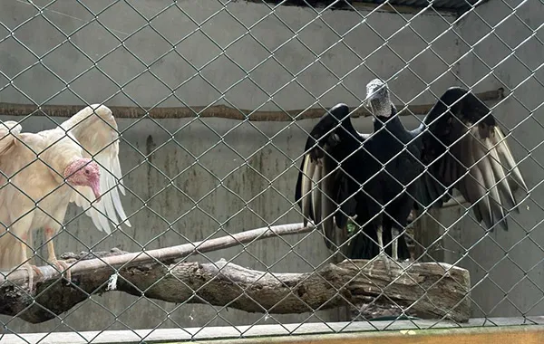 Parque dos Falcões em Itabaiana, Sergipe: descubra o refúgio das aves de rapina 1 Parque dos Falcoes casal