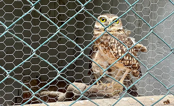 Coruja Anã, no Parque dos Gaviões, em Itabaiana, Sergipe Coruja Anã