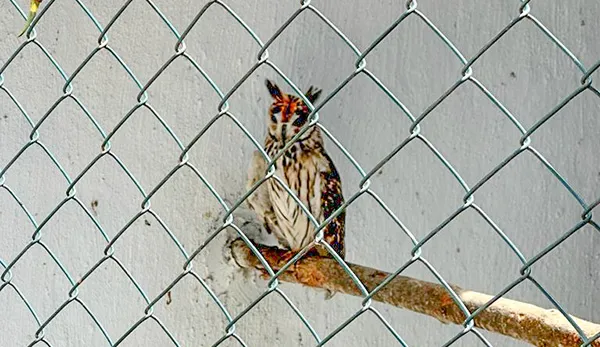 Parque dos Falcões em Itabaiana, Sergipe: descubra o refúgio das aves de rapina 2 Parque dos Falcoes coruja orelhuda