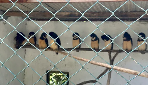 Corujinha da espécie Murucututu, no Parque dos Falcões, em Itabaiana, Sergipe Corujinha Murucututu, no Parque dos Falcões, em Itabaiana, Sergipe