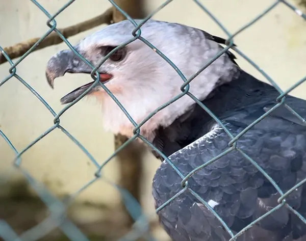 O Gavião Real, no Parque dos Gaviões, em Itabaiana, Sergipe Gavião Real no Parque dos Falcões, em Itabaiana, Sergipe