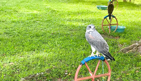 Gavião no Parque dos Falcões, em Itabaiana, Sergipe Gavião