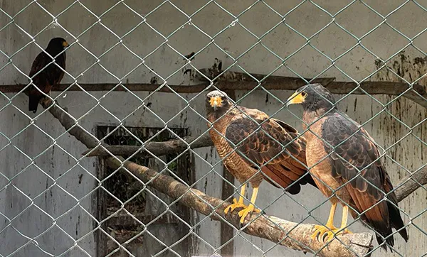 gaviões caranguejeiros, no Parque dos Falcões, em Itabaiana, Sergipe Gaviões no Parque dos Falcões, em Itabaiana, Sergipe