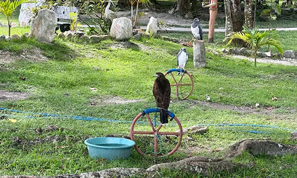 Gaviões no Parque dos Falcões, em Itabaiana, Sergipe Gaviões no Parque dos Falcões, em Itabaiana, Sergipe