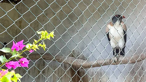 Parque dos Falcões em Itabaiana, Sergipe: descubra o refúgio das aves de rapina 3 Parque dos Falcoes urubu rei