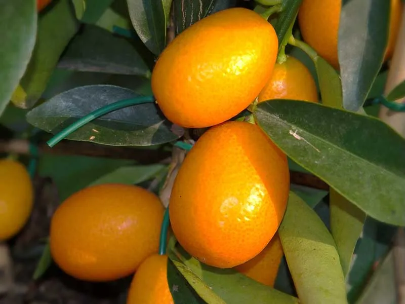 kumquat