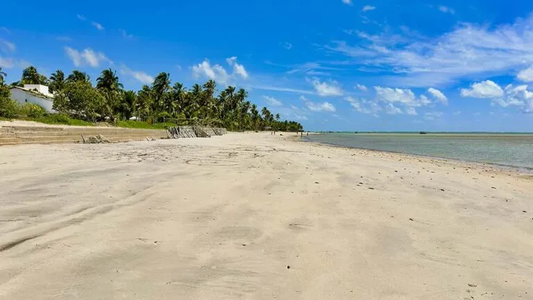 O coqueiral da Praia de Tatuamunha, em Porto de Pedras, Alagoas